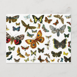 Europe's Best-Known Butterflies and Moths Collage Postcard
