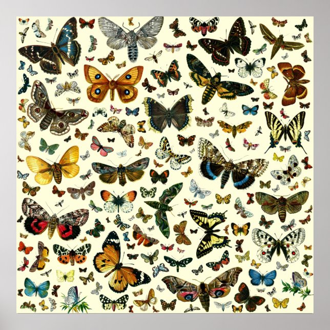 Europe's Best-Known Butterflies and Moths Collage Poster (Front)