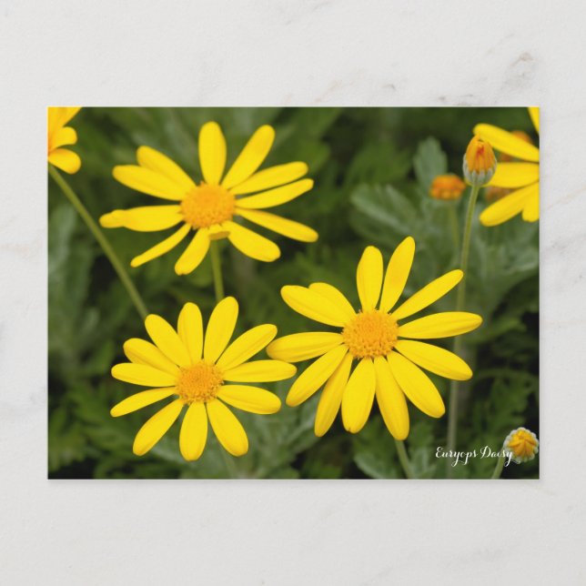 Euryops Daisy [Postcard] Postcard (Front)