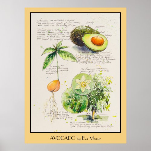 EVE Painted Avocado Botanical illustration Poster