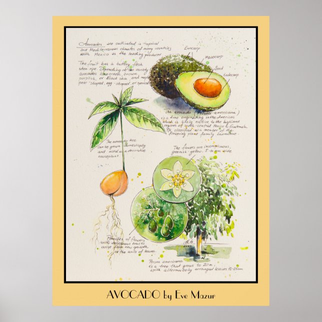 EVE Painted Avocado Botanical illustration Poster (Front)