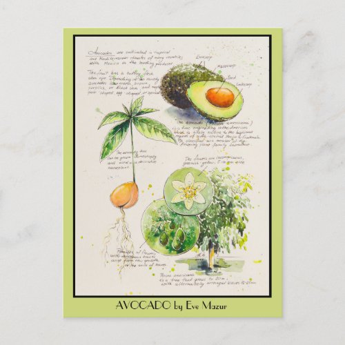 EVE Painted Avocado Botanical illustration Poster Postcard