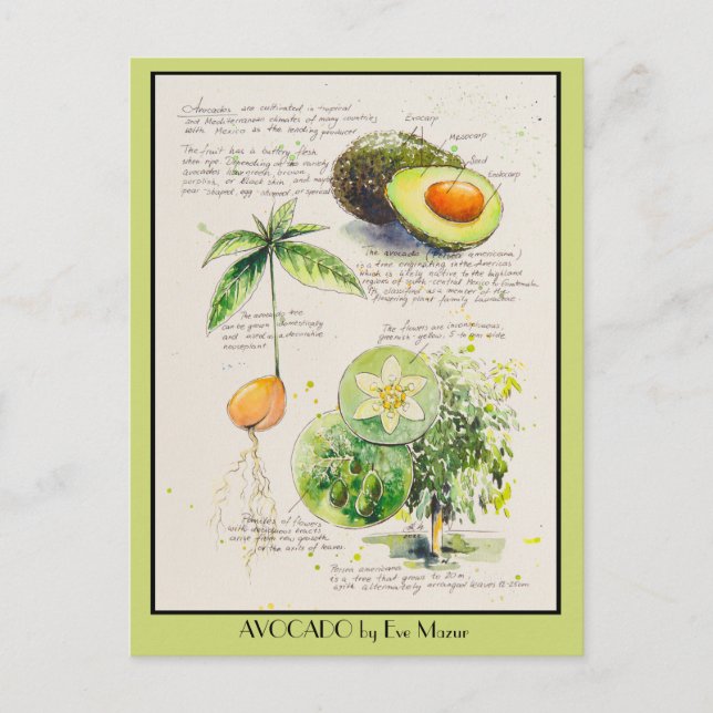 EVE Painted Avocado Botanical illustration Poster Postcard (Front)