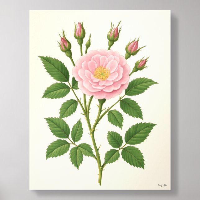 Eve & Sofie Rose 2 Acrylic Photo Tile (Front Set)