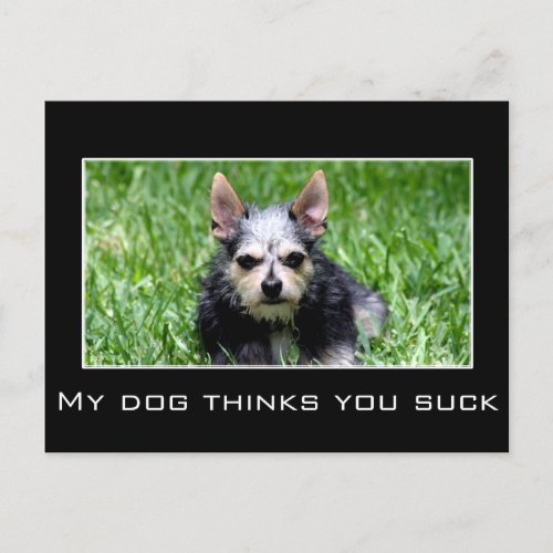 Even my dog knows you suck postcard
