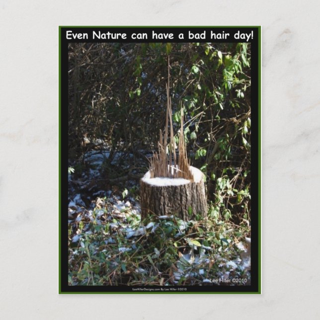 Even Nature Can Have A Bad Hair Day! Gifts Apparel Postcard (Front)