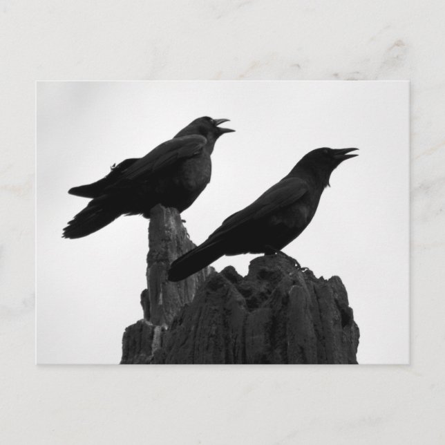 Evening Call Postcard (Front)