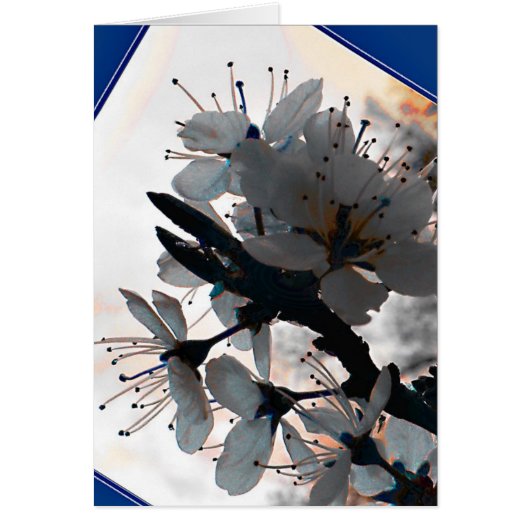 Evening Cherry Blossom Blank Card (Front)