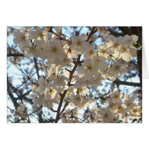 Evening Cherry Blossoms I Spring Floral Cards