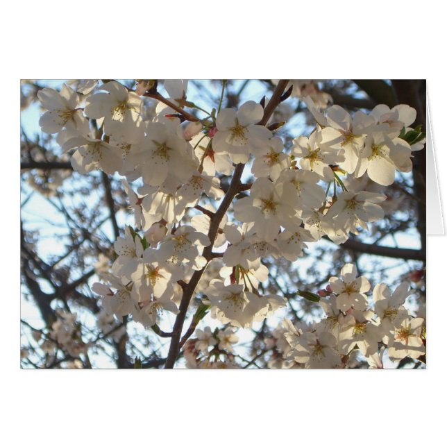 Evening Cherry Blossoms I Spring Floral Cards (Front Horizontal)
