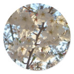 Evening Cherry Blossoms I Spring Floral Classic Round Sticker