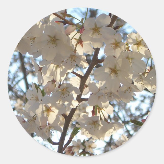 Evening Cherry Blossoms I Spring Floral Classic Round Sticker (Front)