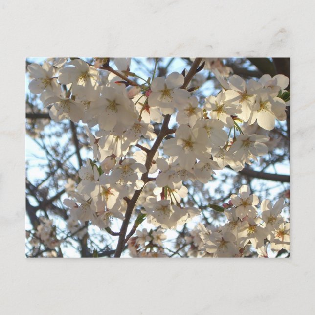 Evening Cherry Blossoms I Spring Floral Postcard (Front)