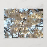 Evening Cherry Blossoms I Spring Floral Postcard