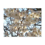 Evening Cherry Blossoms I Spring Floral Postcard