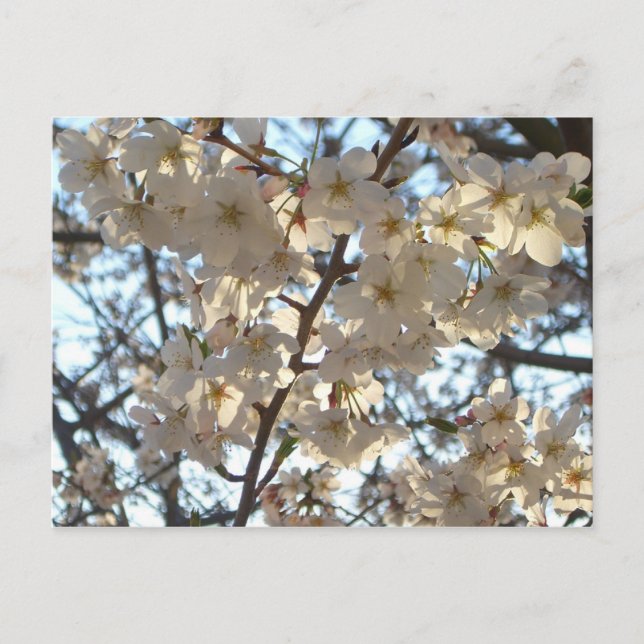 Evening Cherry Blossoms I Spring Floral Postcard (Front)