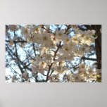 Evening Cherry Blossoms I Spring Floral Poster