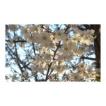 Evening Cherry Blossoms I Spring Floral Poster