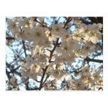 Evening Cherry Blossoms I Spring Tree Postcard