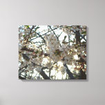 Evening Cherry Blossoms II Spring Sunset Canvas Print