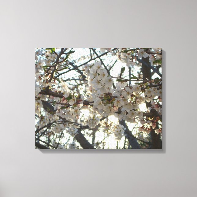 Evening Cherry Blossoms II Spring Sunset Canvas Print (Front)