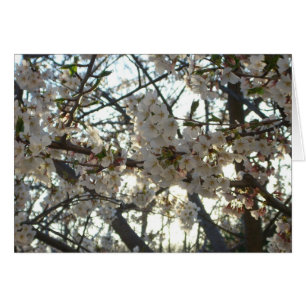 Evening Cherry Blossoms II Spring Sunset Cards