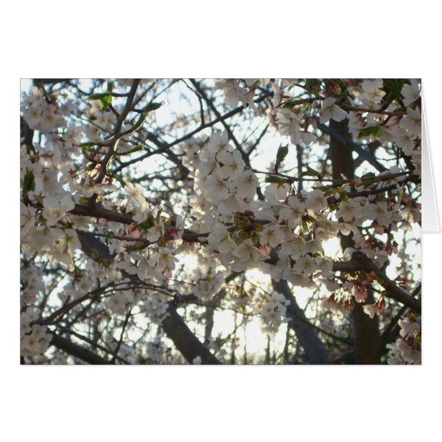 Evening Cherry Blossoms II Spring Sunset Cards (Front Horizontal)