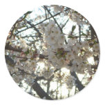 Evening Cherry Blossoms II Spring Sunset Classic Round Sticker