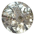 Evening Cherry Blossoms II Spring Sunset Classic Round Sticker