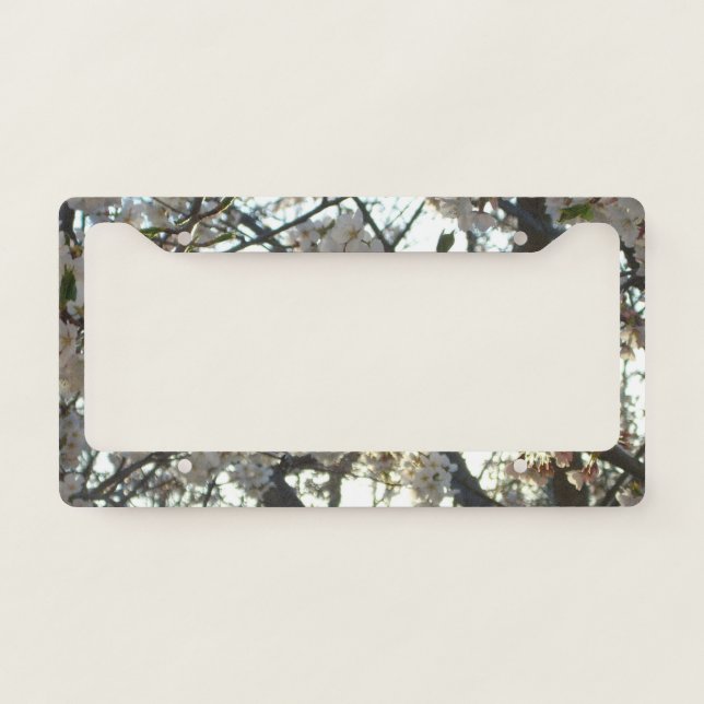 Evening Cherry Blossoms II Spring Sunset License Plate Frame (Front)