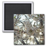 Evening Cherry Blossoms II Spring Sunset Magnet