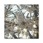 Evening Cherry Blossoms II Spring Sunset Magnet