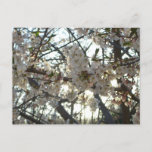 Evening Cherry Blossoms II Spring Sunset Postcard