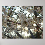 Evening Cherry Blossoms II Spring Sunset Poster