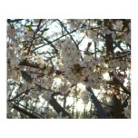 Evening Cherry Blossoms II Spring Sunset Poster