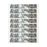 Evening Cherry Blossoms II Spring Sunset Wrap Around Label