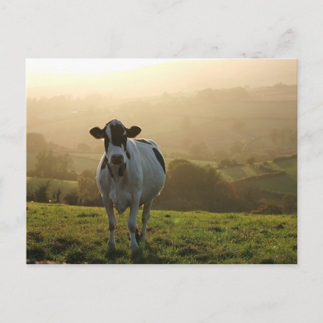 Evening Cow Postcard (Front)