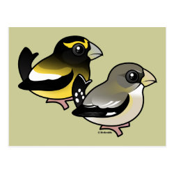 Evening Grosbeak pair Postcard
