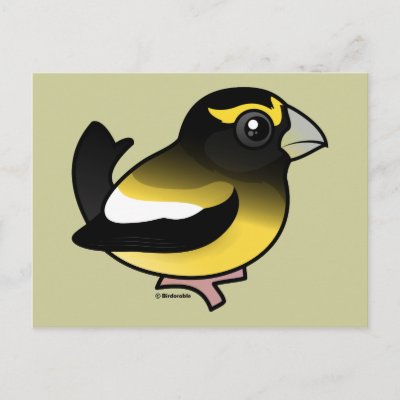 Evening Grosbeak Postcard