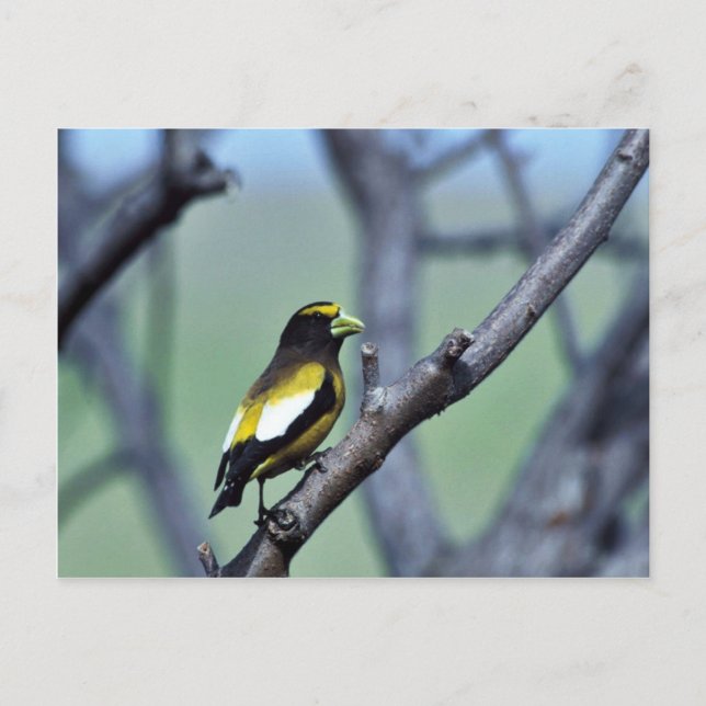 Evening Grosbeak Postcard (Front)