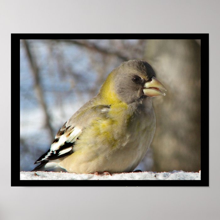 Evening Grosbeak Print