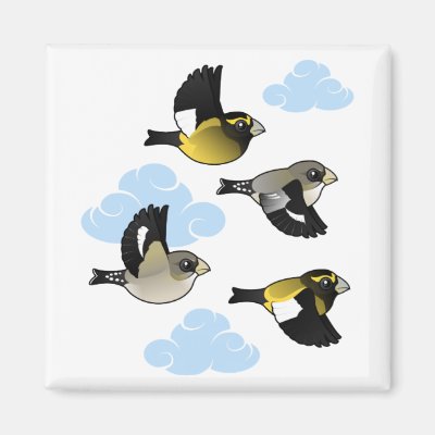 Evening Grosbeaks in Flight Magnet