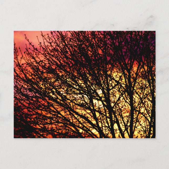 Evening Light Blank Notecard (Front)