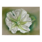 Evening Moonflower Pastel Artwork