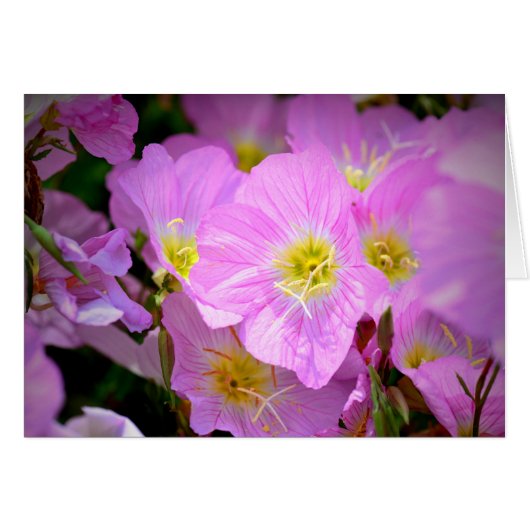 Evening Primrose Cards (Front Horizontal)