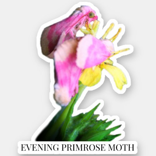 Evening Primrose Moth on Oenothera Sticker