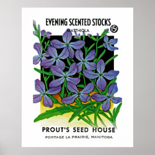Evening Scented Stocks Poster
