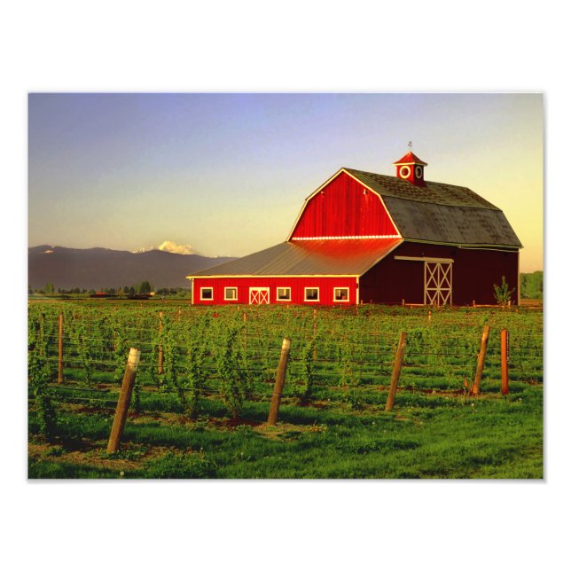 Evening sun on a barn in Washington's Skagit Photo Print (Front)