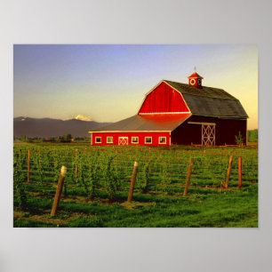 Evening sun on a barn in Washington's Skagit Poster
