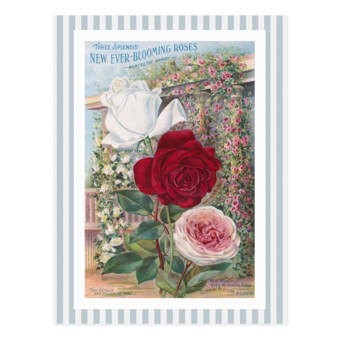 Ever Blooming Roses Vintage Art Postcard